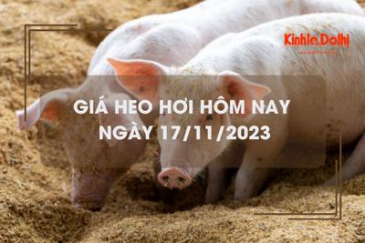 Giá heo hơi hôm nay 17/11/2023: Tăng 1.000 - 2.000 đồng/kg ở miền Bắc