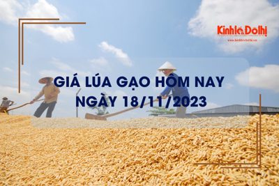 Giá lúa gạo hôm nay 18/11/2023: Đồng loạt đi ngang