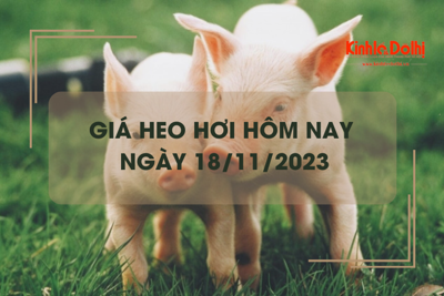 Giá heo hơi hôm nay 18/11/2023: Giảm rải rác 1.000 đồng/kg 