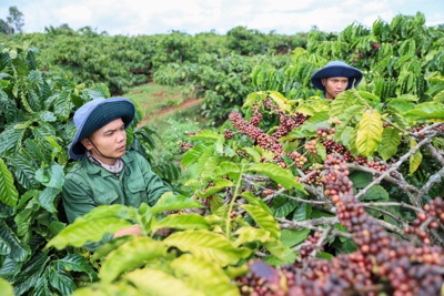 Giá cà phê hôm nay 18/11: Cà phê quay đầu giảm mạnh sau khi đạt đỉnh