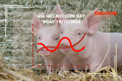 Giá heo hơi hôm nay 19/11/2023: Tăng giảm trái chiều, cao nhất 55.000 đồng/kg