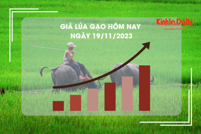 Giá lúa gạo hôm nay 19/11/2023: Tiếp đà đi ngang