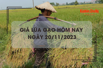 Giá lúa gạo hôm nay 20/11/2023: Duy trì ổn định 