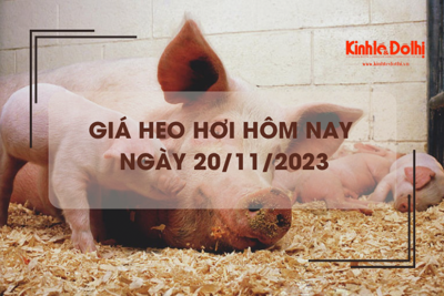 Giá heo hơi hôm nay 20/11/2023: Đi ngang trên cả ba miền