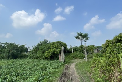 Huyện Thường Tín sẽ cưỡng chế thu hồi 13.584m2 đất ở xã Ninh Sở