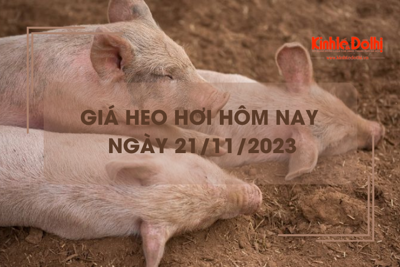 Giá heo hơi hôm nay 21/11/2023: Tăng mạnh nhất 3.000 đồng/kg