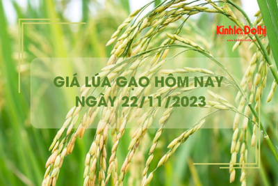 Giá lúa gạo hôm nay 22/11/2023: Giá lúa chững, giá gạo giảm nhẹ