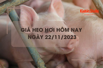 Giá heo hơi hôm nay 22/11/2023: Giảm rải rác khu vực miền Nam