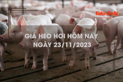 Giá heo hơi hôm nay 23/11/2023: Tăng giảm trái chiều