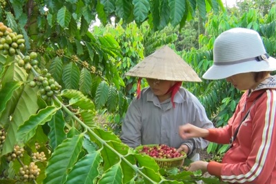 Giá cà phê hôm nay 23/11: Robusta tăng trở lại, trong nước gần 58.000 đồng/kg