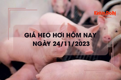 Giá heo hơi hôm nay 24/11/2023: Biến động trái chiều