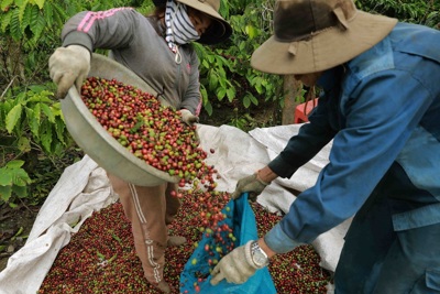 Giá cà phê hôm nay 24/11: Đồng USD giảm không đủ lực nâng giá Robusta