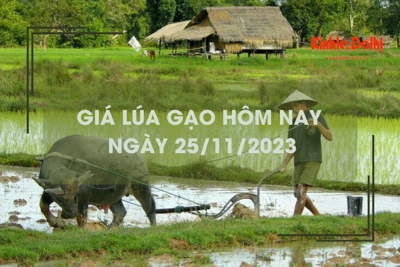 Giá lúa gạo hôm nay 25/11/2023: Duy trì ổn định 