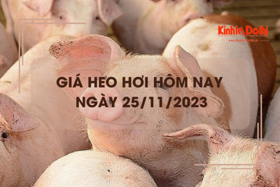 Giá heo hơi hôm nay 25/11/2013: Giảm rải rác 1.000 đồng/kg tại miền Bắc