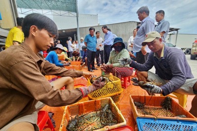 Gỡ ách tắc xuất khẩu tôm hùm bông sang Trung Quốc