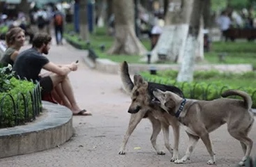 Có được nuôi, thả chó ở chung cư không?