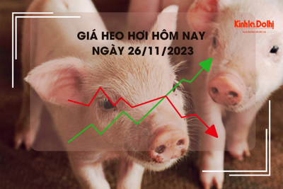 Giá heo hơi hôm nay 26/11/2023: Biến động trái chiều, cao nhất 53.000 đồng/kg