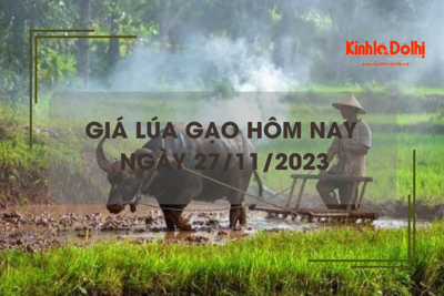 Giá lúa gạo hôm nay 27/11/2023: Lúa đi ngang, giá gạo tùy chất lượng