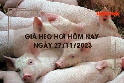 Giá heo hơi hôm nay 27/11/2023: Đi ngang trên cả ba miền