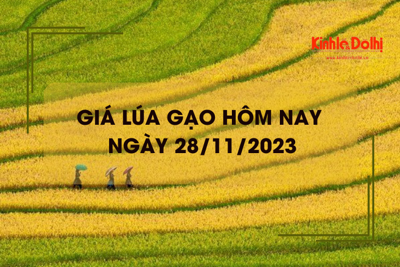 Giá lúa gạo hôm nay 28/11/2023: Giá lúa tăng, giá gạo chững 