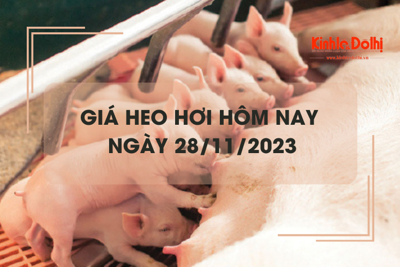 Giá heo hơi hôm nay 28/11/2023: Giảm 1.000 - 2.000 đồng/kg tại một số địa phương