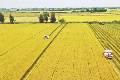 Chính phủ phê duyệt Đề án 1 triệu ha lúa chất lượng cao, phát thải thấp