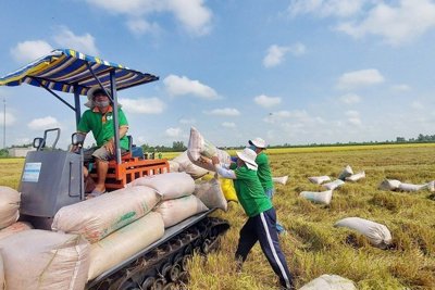 Thành lập Hiệp hội Ngành hàng lúa gạo Việt Nam