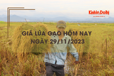 Giá lúa gạo hôm nay 29/11/2023: Giá lúa giảm, giá gạo tăng 