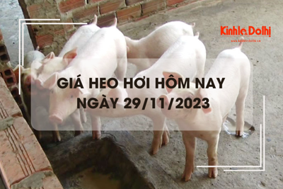 Giá heo hơi hôm nay 29/11/2023: Tiếp tục giảm trên cả ba miền