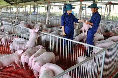 Hà Nội chỉ đạo tăng cường kiểm soát bệnh dịch tả lợn châu Phi