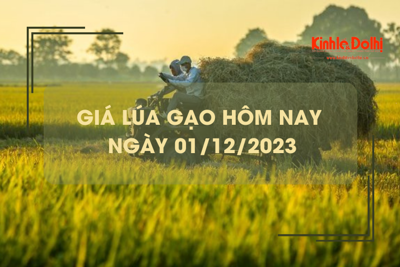 Giá lúa gạo hôm nay 1/12/2023: Đồng loạt đi ngang