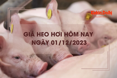 Giá heo hơi hôm nay 1/12/2023: Giảm nhẹ tại miền Nam