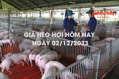 Giá heo hơi hôm nay 2/12/2023: Tiếp tục giảm 1.000 - 2.000 đồng/kg