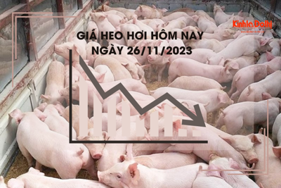 Giá heo hơi hôm nay 3/12/2023: Giảm nhẹ trên cả ba miền, thấp nhất 47.000 đồng/kg