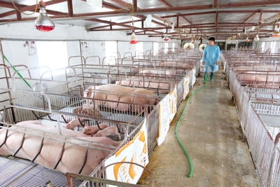 Hà Nội: Ngăn chặn dịch tả châu Phi, bảo đảm nguồn cung thịt lợn dịp Tết