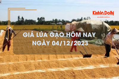 Giá lúa gạo hôm nay 4/12/2023: Duy trì đà đi ngang 