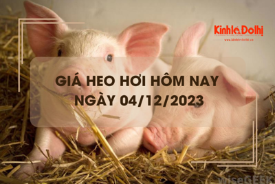 Giá heo hơi hôm nay 4/12/2023: Đi ngang trên cả ba miền