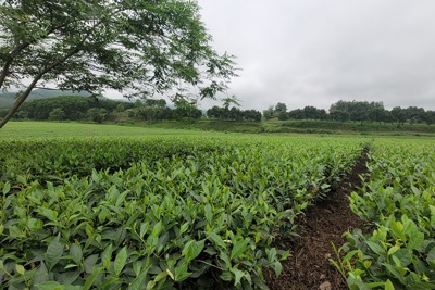 Hà Tĩnh: Gần 2.000 ha cây trồng được cấp giấy chứng nhận VietGAP