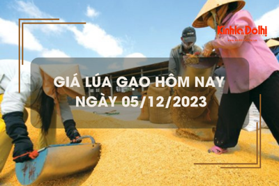 Giá lúa gạo hôm nay 5/12/2023: Giá lúa chững, giá gạo tăng 