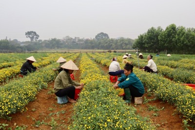 Hà Nội: Biến vùng đất đồi gò thành cánh đồng hoa cúc chi trù phú