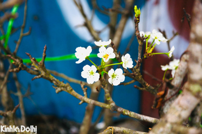 Chưa đến Tết, người Hà Nội đã nô nức chơi hoa lê rừng