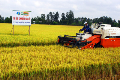 Thành lập Hiệp hội Ngành hàng lúa gạo Việt Nam