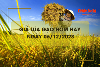 Giá lúa gạo hôm nay 6/12/2023: Giá lúa tăng, giá gạo chững