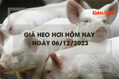 Giá heo hơi hôm nay 6/12/2023: Tiếp đà giảm 