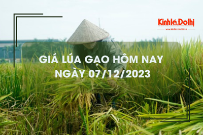 Giá lúa gạo hôm nay 7/12/2023: Giá lúa tăng nhẹ