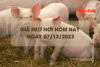 Giá heo hơi hôm nay 7/12/2023: Không có nhiều thay đổi