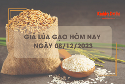 Giá lúa gạo hôm nay 8/12/2023: Giá lúa tiếp đà tăng cao 