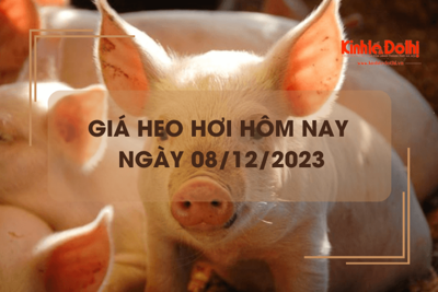 Giá heo hơi hôm nay 8/12/2023: Giảm nhẹ 1.000 đồng/kg