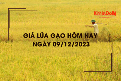 Giá lúa gạo hôm nay 9/12/2023: Đồng loạt đi ngang 