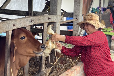 Không bán được nông sản, người dân đành để cho bò ăn